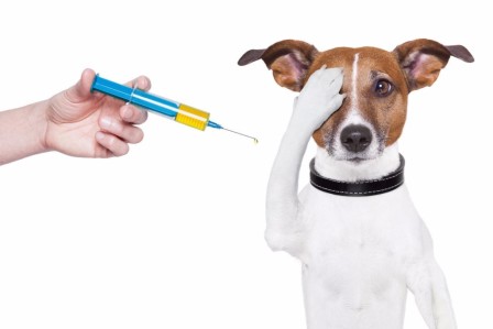 Прививки для собаки